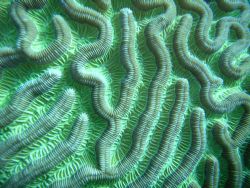 Grooved Brain Coral by Lora Tucker 